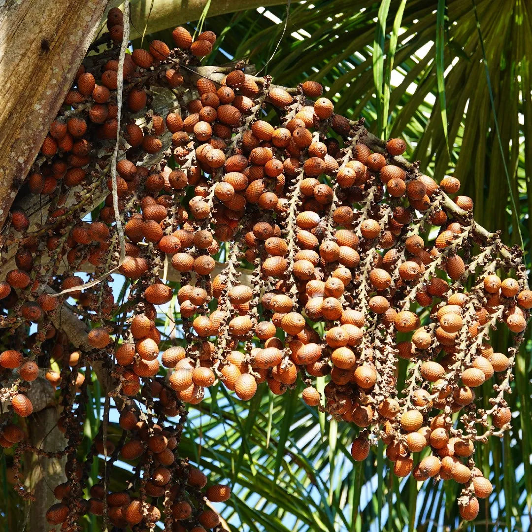 MAURITIA FLEXUOSA (BURITI)