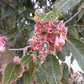 CEIBA SPECIOSA (CHORISIA - BOTTLE TREE)