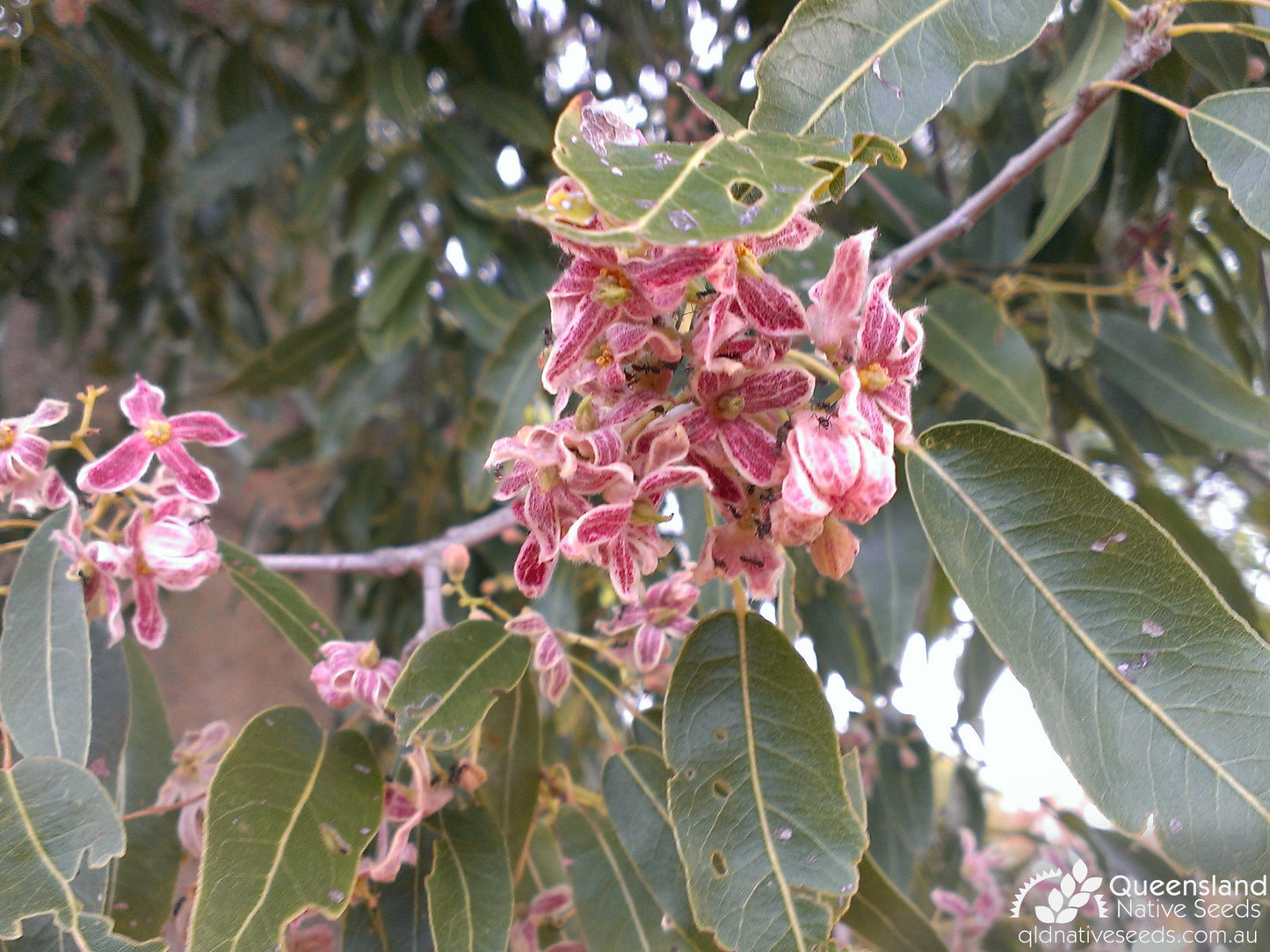 CEIBA SPECIOSA (CHORISIA - BOTTLE TREE)