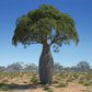 CEIBA SPECIOSA (CHORISIA - BOTTLE TREE)