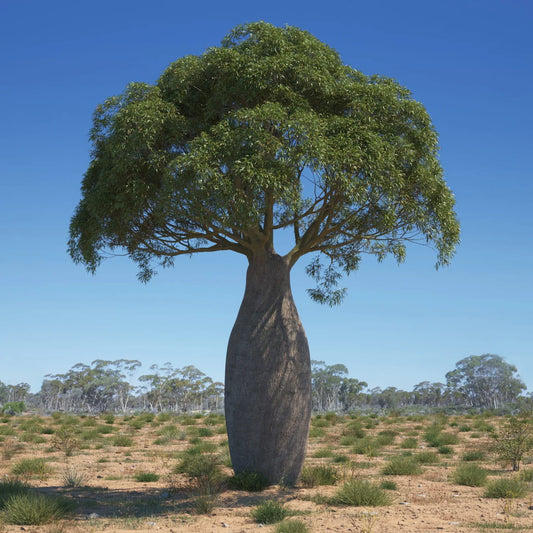 CEIBA SPECIOSA (CHORISIA - BOTTLE TREE)
