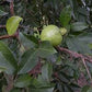 PSIDIUM FRIEDRICHSTHALIANUM (CAS)