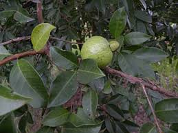 PSIDIUM FRIEDRICHSTHALIANUM (CAS)