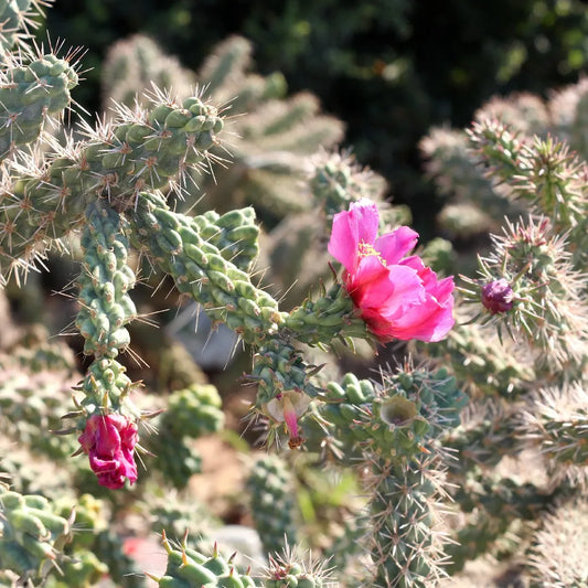 CYLINDROPUNTIA IMBRICATA