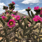 CYLINDROPUNTIA IMBRICATA