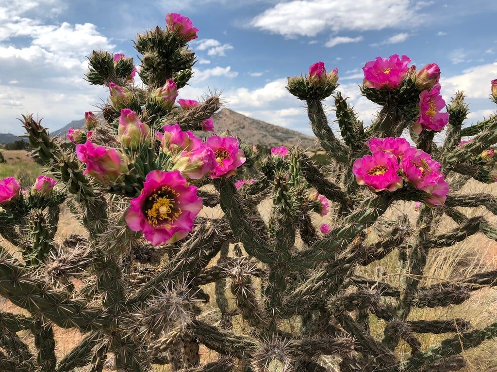 CYLINDROPUNTIA IMBRICATA