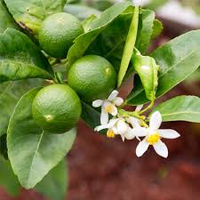 CITRUS SINENSIS "TAROCCHINO" - SWEET ORANGE