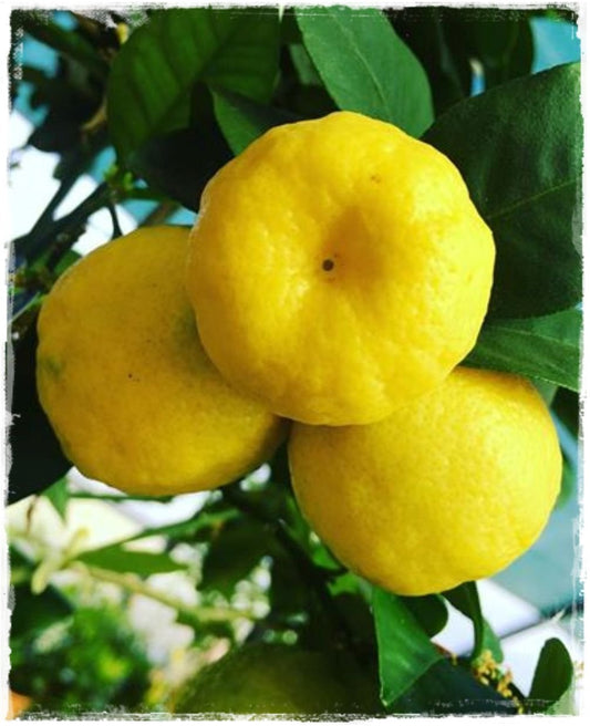 CITRUS X LIMETTA "PURSHA" (LIME PURSHA)