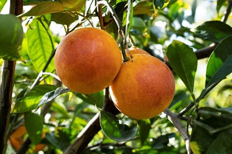 CITRUS SINENSIS "TAROCCHINO" - SWEET ORANGE