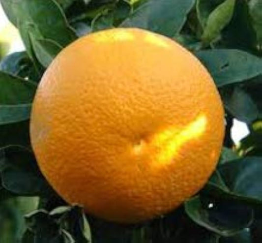 CITRUS SINENSIS "WASHINGTON NAVEL" - SWEET ORANGE