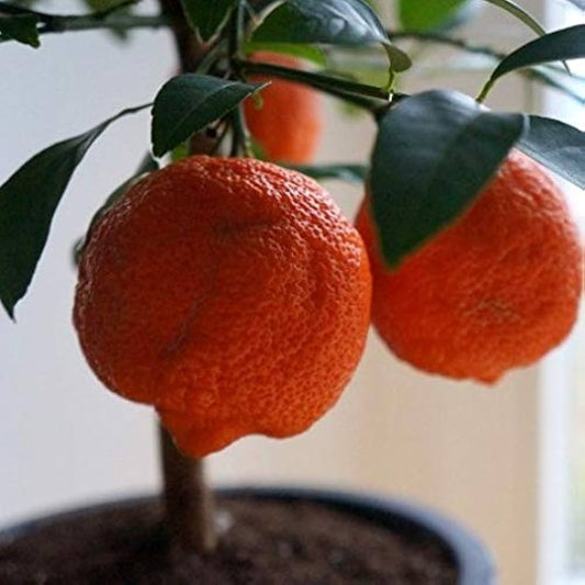 CITRUS SINENSIS "TAROCCHINO" - SWEET ORANGE