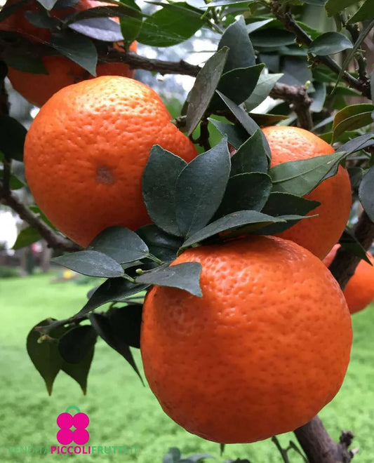 CITRUS UNSHIU (SATSUMA MIYAGAWA MANDARIN) - MIYAGAWA MANDARIN