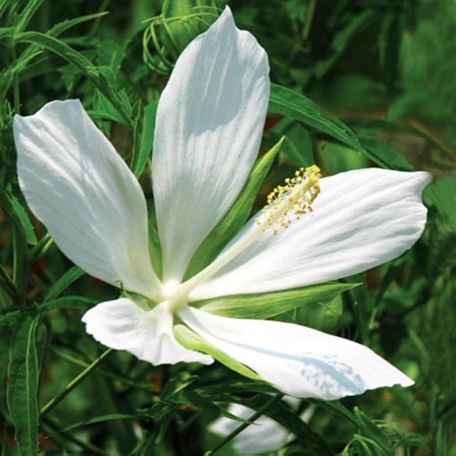 HIBISCUS COCCINEUS ALBA