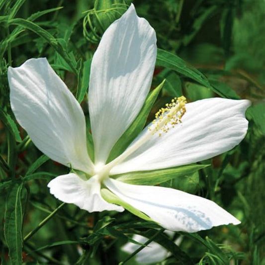 HIBISCUS COCCINEUS ALBA