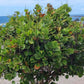 COCCOLOBA UVIFERA (UVA DI MARE)