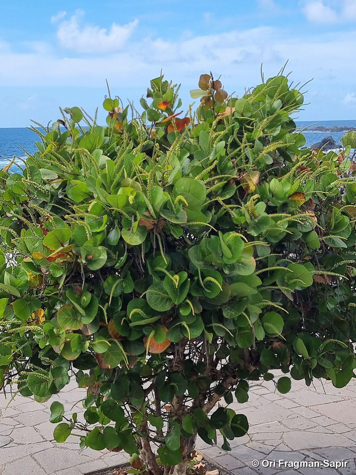 COCCOLOBA UVIFERA (UVA DI MARE)