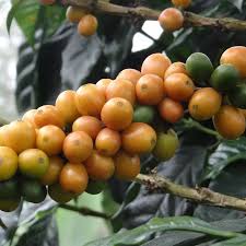 COFFEA ARABICA (COFFEE)