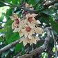 COLA NITIDA (NOCE DI COLA)