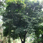 COLA NITIDA (NOCE DI COLA)