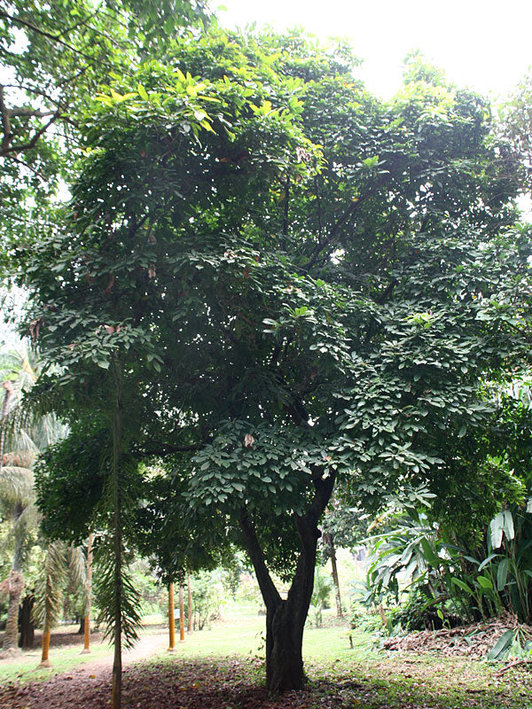 COLA NITIDA (NOCE DI COLA)