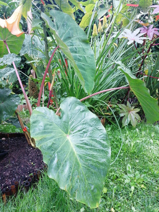 COLOCASIA ESCULENTA "PINK CHINA"