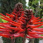 ERYTHRINA CORALLOIDES (ALBERO DEL CORALLO)