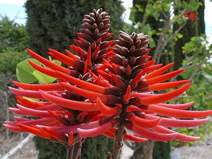 ERYTHRINA CORALLOIDES (ALBERO DEL CORALLO)