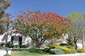 ERYTHRINA CORALLOIDES (ALBERO DEL CORALLO)