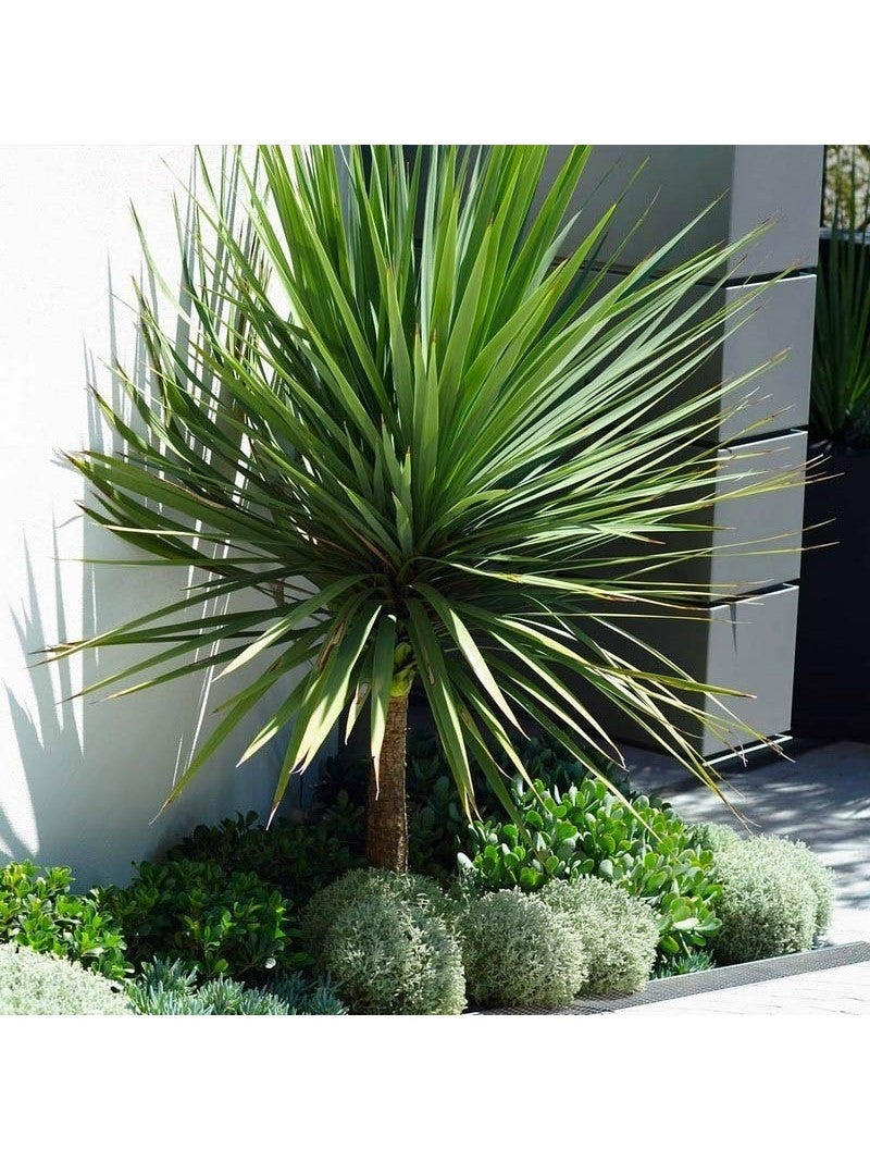 CORDYLINE AUSTRALIS