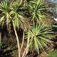 CORDYLINE AUSTRALIS