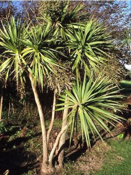 CORDYLINE AUSTRALIS