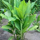 CURCUMA LONGA (CURCUMA)