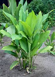 CURCUMA LONGA (CURCUMA)