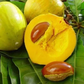 POUTERIA MACROPHYLLA (CUTITE)