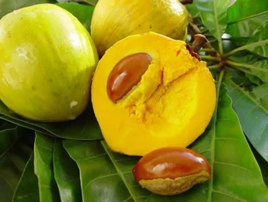 POUTERIA MACROPHYLLA (CUTITE)