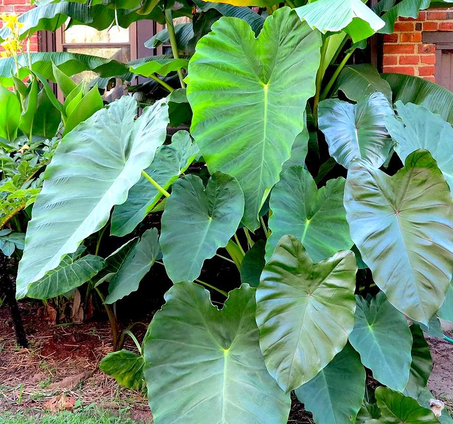 COLOCASIA ESCULENTA "JACK'S GIANT"(TARO GIGANTE)