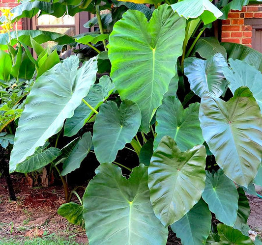 COLOCASIA ESCULENTA "JACK'S GIANT"(TARO GIGANTE)