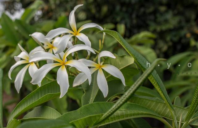 PLUMERIA RUBRA DARLA