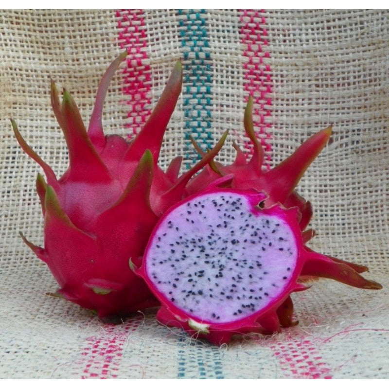 HYLOCEREUS / SELENICEREUS UNDATUS VAR. DELIGHT - PIANTA (PITAYA)