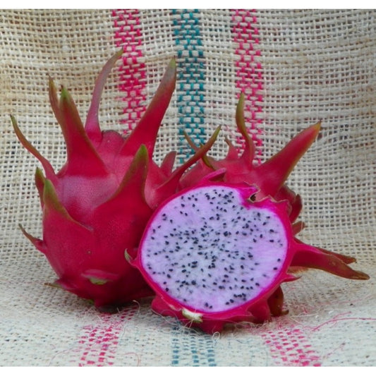 HYLOCEREUS / SELENICEREUS UNDATUS VAR. DELIGHT - PIANTA (PITAYA)