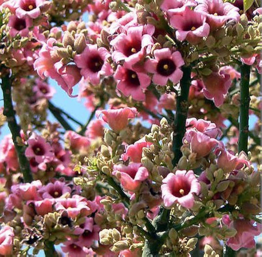 CEIBA SPECIOSA (CHORISIA - BOTTLE TREE)