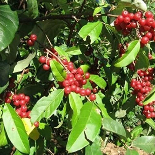 ELAEGNUS UMBELLATA "AMOROSO"  (GOUMI DEL GIAPPONE)