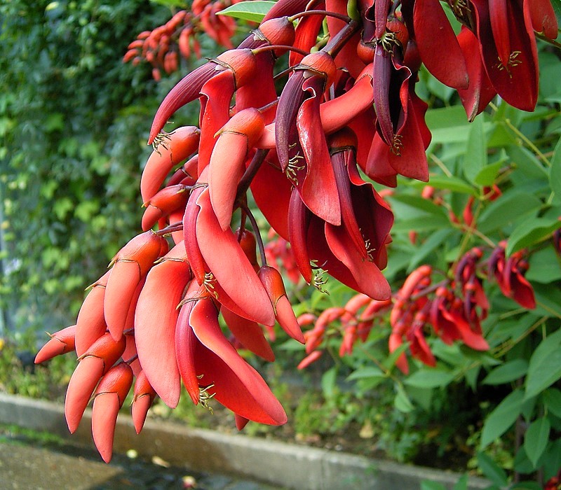 ERYTHRINA CRISTA GALLI (ALBERO DEL CORALLO)