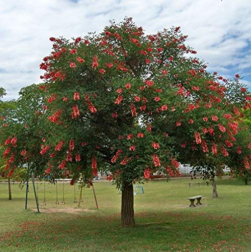 ERYTHRINA CRISTA GALLI (ALBERO DEL CORALLO)