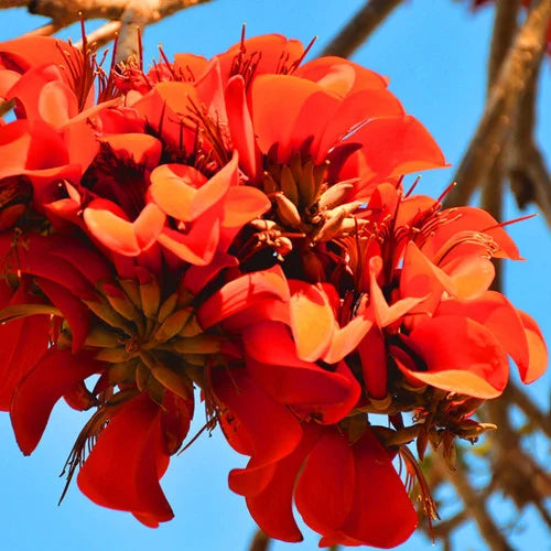 ERYTHRINA CAFFRA (ALBERO DEL CORALLO)