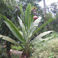 ENSETE SUPERBUM