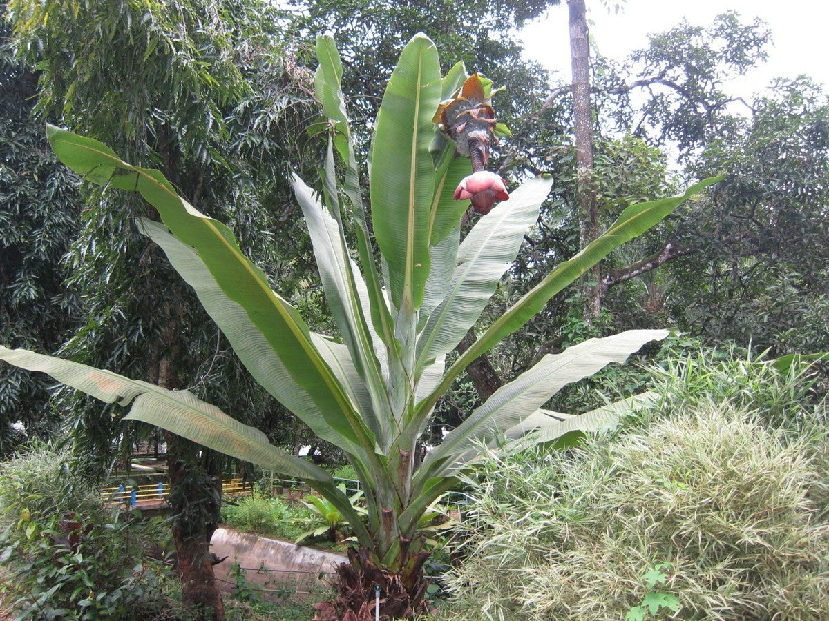 ENSETE SUPERBUM