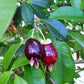 EUGENIA AGGREGATA / INVOLUCRATA (CILIEGIA DEL RIO GRANDE)