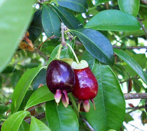 EUGENIA AGGREGATA / INVOLUCRATA (CILIEGIA DEL RIO GRANDE)