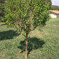 EUGENIA AGGREGATA / INVOLUCRATA (CILIEGIA DEL RIO GRANDE)